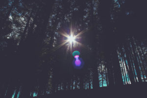Forest, backlight Forest, backlight